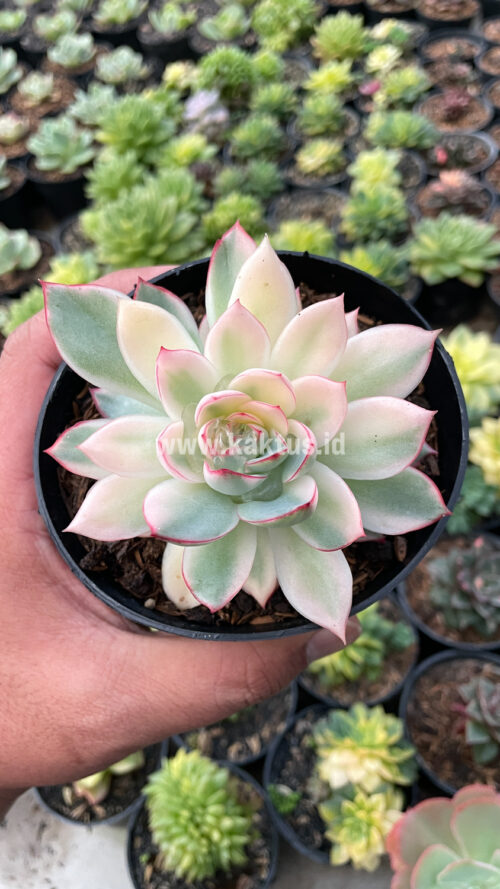 Echeveria Pulidonis White Variegated, real gallery image #13 plants. Picture taken directly from kaktus.id community Echeveria farmer green houses.