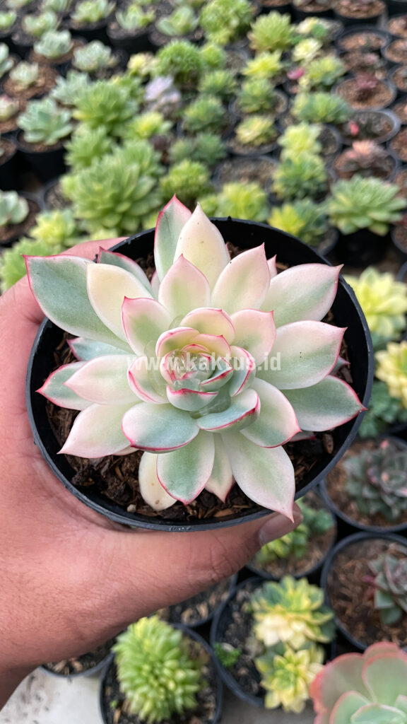 kaktus.id