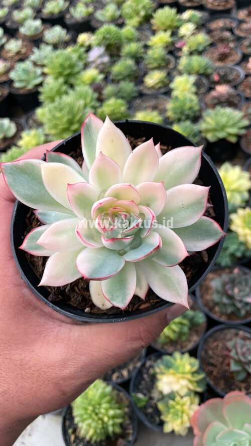 Echeveria Pulidonis White Variegated, real gallery image #11 plants. Picture taken directly from kaktus.id community Echeveria farmer green houses.