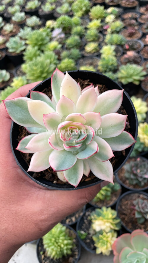 Echeveria Pulidonis White Variegated, real gallery image #3 plants. Picture taken directly from kaktus.id community Echeveria farmer green houses.