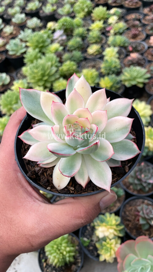 Echeveria Pulidonis White Variegated, real gallery image #10 plants. Picture taken directly from kaktus.id community Echeveria farmer green houses.