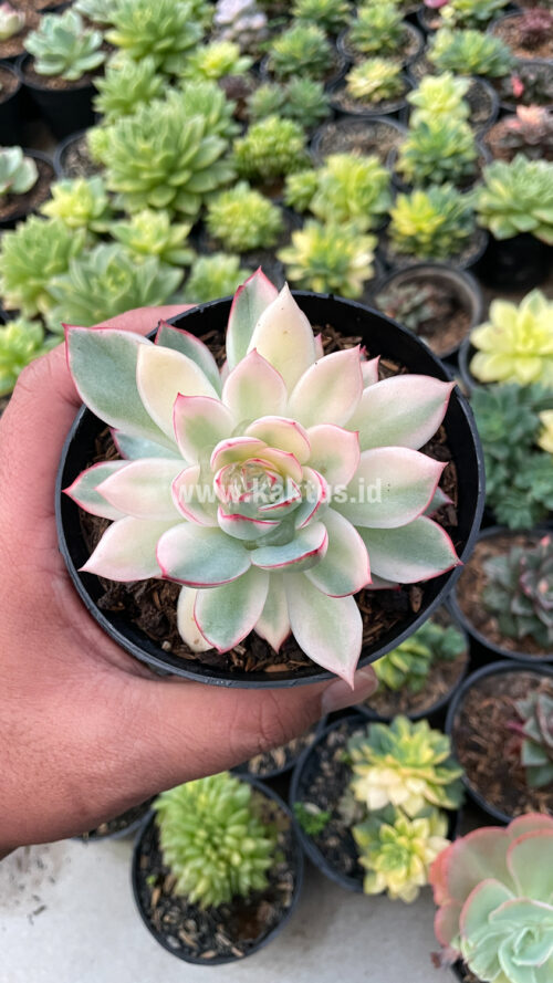 Echeveria Pulidonis White Variegated, real gallery image #25 plants. Picture taken directly from kaktus.id community Echeveria farmer green houses.