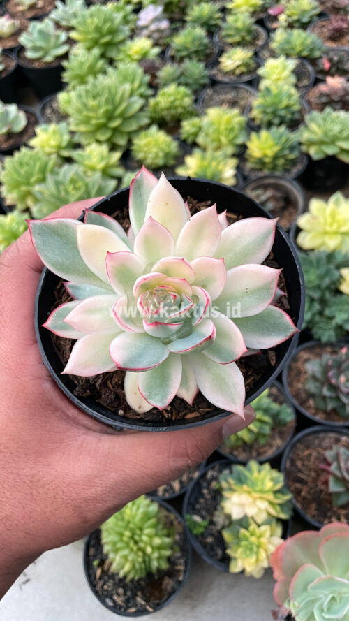 Echeveria Pulidonis White Variegated, real gallery image #24 plants. Picture taken directly from kaktus.id community Echeveria farmer green houses.
