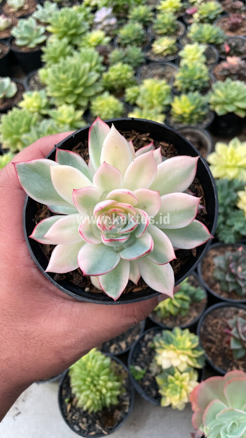 Echeveria Pulidonis White Variegated, real gallery image #1 plants. Picture taken directly from kaktus.id community Echeveria farmer green houses.