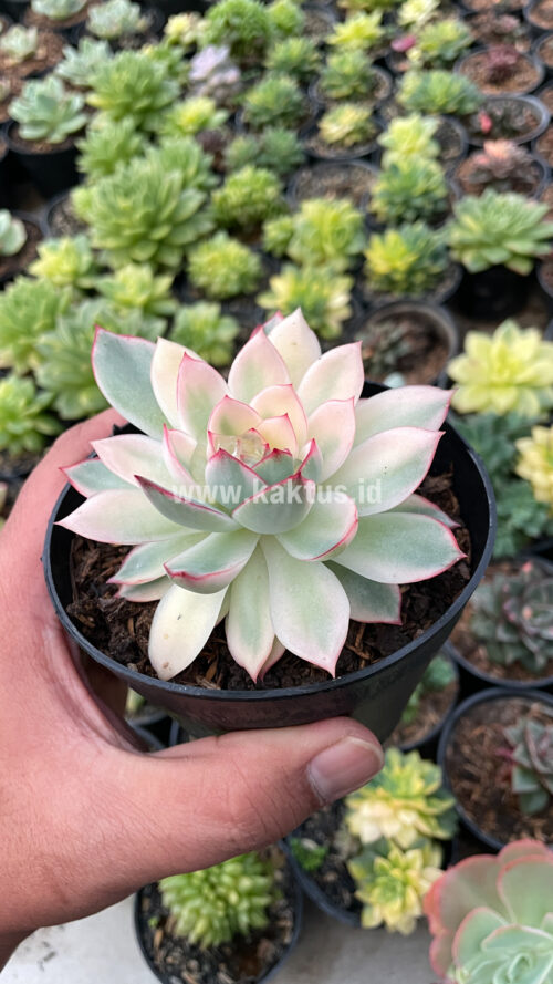 Echeveria Pulidonis White Variegated, real gallery image #23 plants. Picture taken directly from kaktus.id community Echeveria farmer green houses.