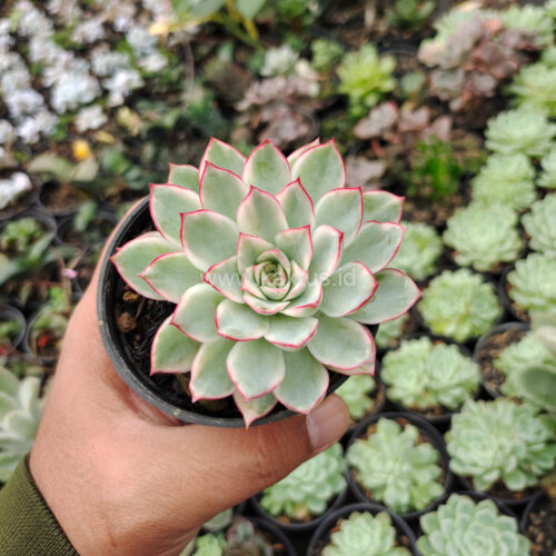 Echeveria Pulidonis White Variegated, real gallery image #30 plants. Picture taken directly from kaktus.id community Echeveria farmer green houses.
