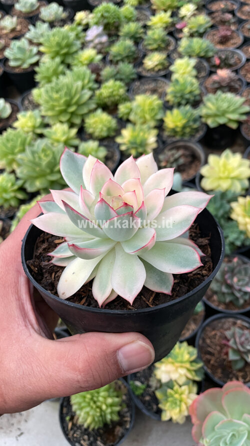Echeveria Pulidonis White Variegated, real gallery image #22 plants. Picture taken directly from kaktus.id community Echeveria farmer green houses.