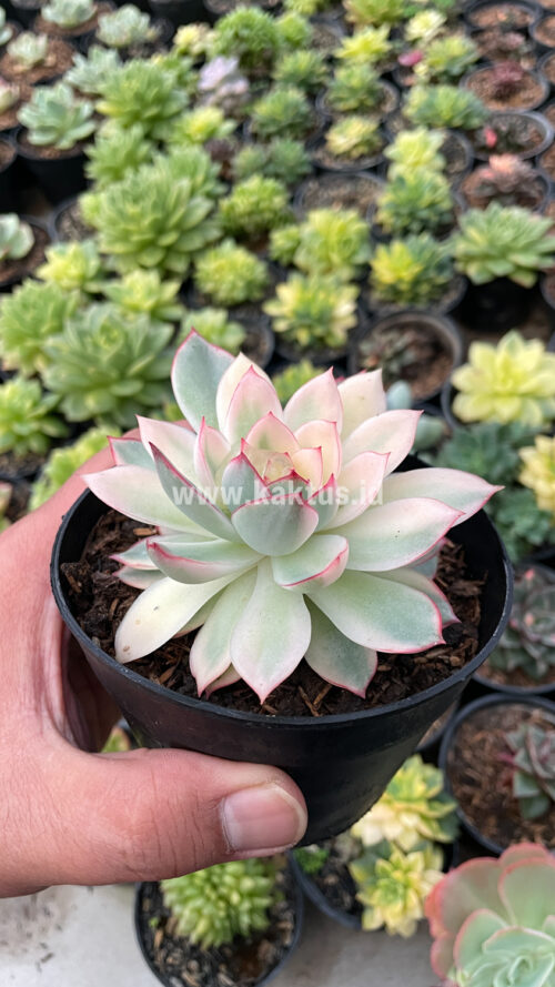 Echeveria Pulidonis White Variegated, real gallery image #21 plants. Picture taken directly from kaktus.id community Echeveria farmer green houses.