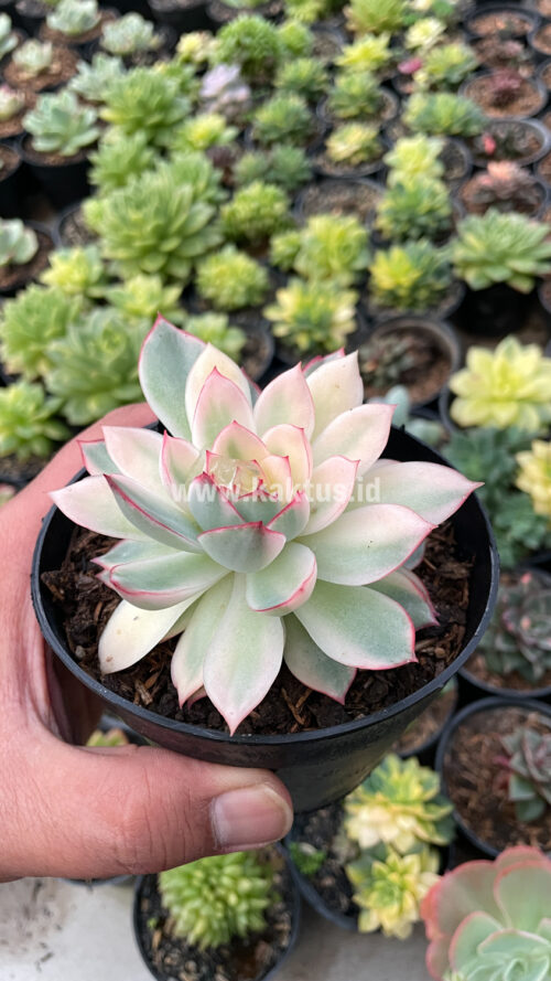 Echeveria Pulidonis White Variegated, real gallery image #20 plants. Picture taken directly from kaktus.id community Echeveria farmer green houses.