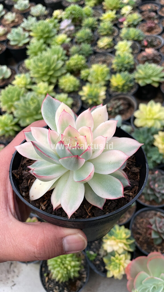 kaktus.id