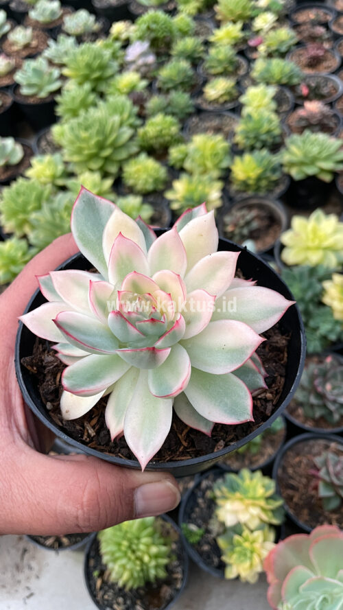 Echeveria Pulidonis White Variegated, real gallery image #19 plants. Picture taken directly from kaktus.id community Echeveria farmer green houses.
