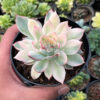 Echeveria Pulidonis White Variegated, real feature image plant. Picture taken directly from kaktus.id community Echeveria farmer green houses.