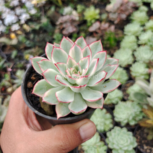 Echeveria Pulidonis White Variegated, real gallery image #5 plants. Picture taken directly from kaktus.id community Echeveria farmer green houses.