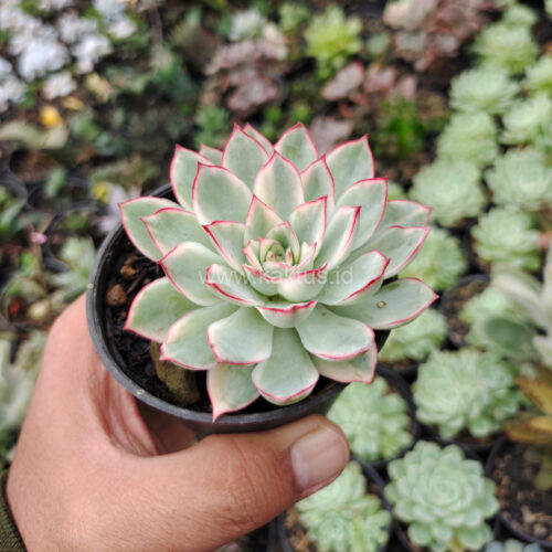 Echeveria Pulidonis White Variegated, real gallery image #31 plants. Picture taken directly from kaktus.id community Echeveria farmer green houses.