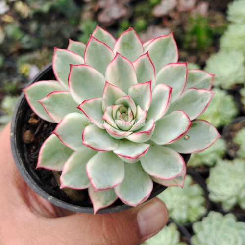 Echeveria Pulidonis White Variegated, real gallery image #28 plants. Picture taken directly from kaktus.id community Echeveria farmer green houses.