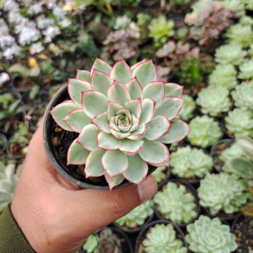 Echeveria Pulidonis White Variegated, real gallery image #29 plants. Picture taken directly from kaktus.id community Echeveria farmer green houses.