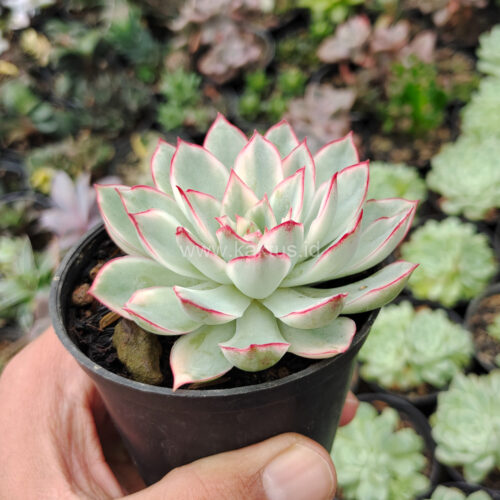 Echeveria Pulidonis White Variegated, real gallery image #27 plants. Picture taken directly from kaktus.id community Echeveria farmer green houses.