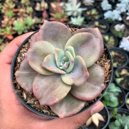Graptoveria Albert Baynes Giant Variegated, real gallery image #1 plants. Picture taken directly from kaktus.id community Graptoveria farmer green houses.