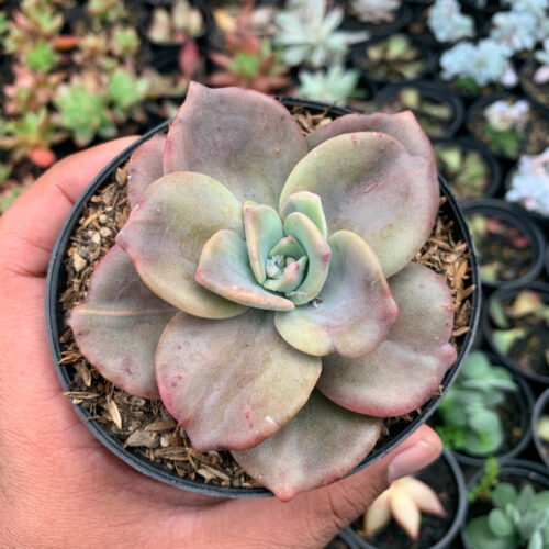 Graptoveria Albert Baynes Giant Variegated, real gallery image #2 plants. Picture taken directly from kaktus.id community Graptoveria farmer green houses.