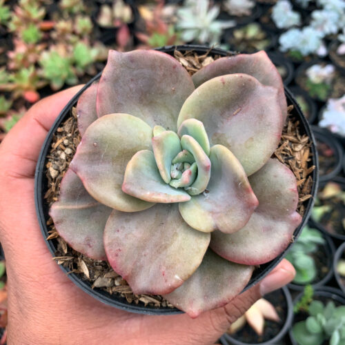 Graptoveria Albert Baynes Giant Variegated, real gallery image #3 plants. Picture taken directly from kaktus.id community Graptoveria farmer green houses.
