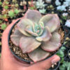 Graptoveria Albert Baynes Giant Variegated, real gallery image #4 plants. Picture taken directly from kaktus.id community Graptoveria farmer green houses.