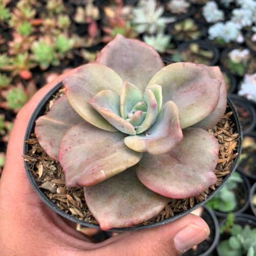 Graptoveria Albert Baynes Giant Variegated, real gallery image #5 plants. Picture taken directly from kaktus.id community Graptoveria farmer green houses.