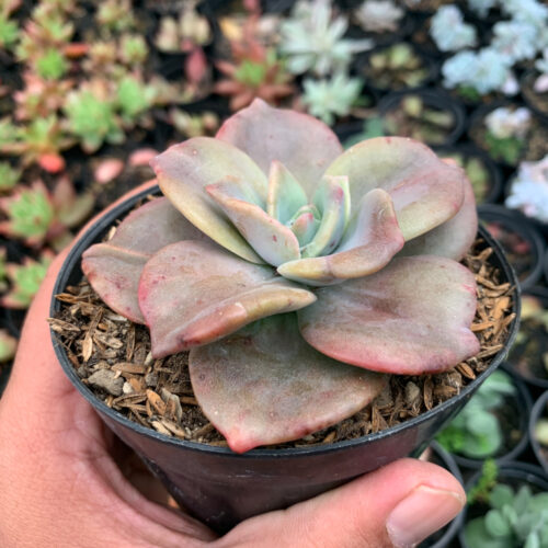 Graptoveria Albert Baynes Giant Variegated, real gallery image #6 plants. Picture taken directly from kaktus.id community Graptoveria farmer green houses.
