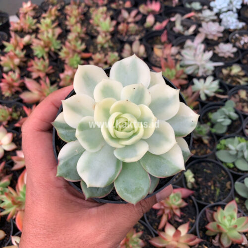 Echeveria Ester Aurea Variegated, real gallery image #7 plants. Picture taken directly from kaktus.id community Echeveria farmer green houses.