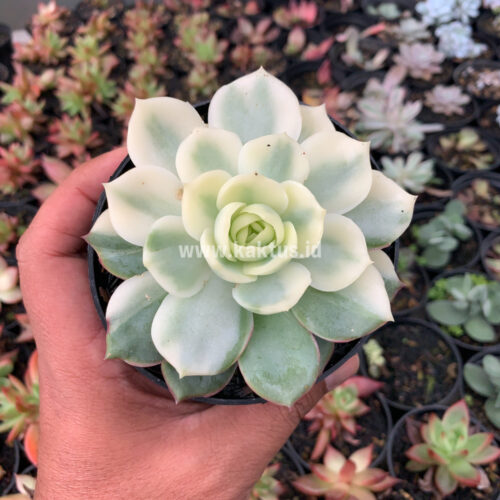 Echeveria Ester Aurea Variegated, real gallery image #6 plants. Picture taken directly from kaktus.id community Echeveria farmer green houses.