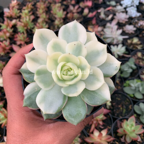 Echeveria Ester Aurea Variegated, real gallery image #5 plants. Picture taken directly from kaktus.id community Echeveria farmer green houses.