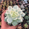 Echeveria Ester Aurea Variegated, real gallery image #4 plants. Picture taken directly from kaktus.id community Echeveria farmer green houses.