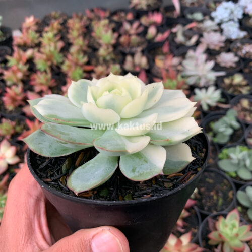 Echeveria Ester Aurea Variegated, real gallery image #1 plants. Picture taken directly from kaktus.id community Echeveria farmer green houses.
