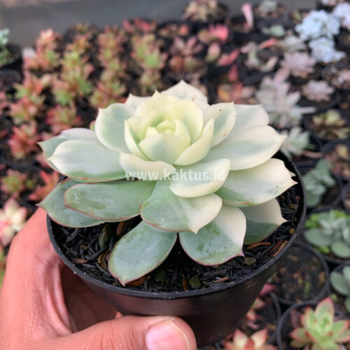 Echeveria Ester Aurea Variegated, real gallery image #3 plants. Picture taken directly from kaktus.id community Echeveria farmer green houses.