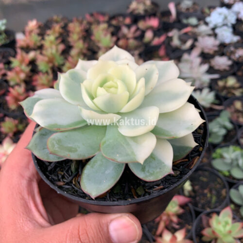Echeveria Ester Aurea Variegated, real gallery image #2 plants. Picture taken directly from kaktus.id community Echeveria farmer green houses.