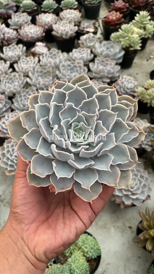 Echeveria Gray Curly, real gallery image #31 plants. Picture taken directly from kaktus.id community Echeveria farmer green houses.