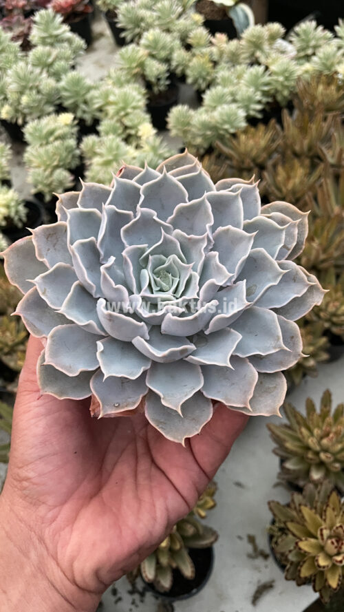 Echeveria Gray Curly, real gallery image #3 plants. Picture taken directly from kaktus.id community Echeveria farmer green houses.