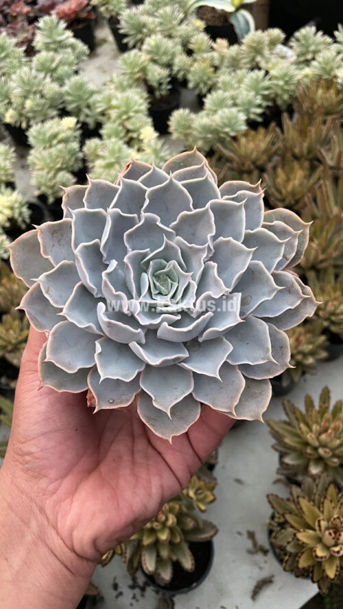 Echeveria Gray Curly, real gallery image #5 plants. Picture taken directly from kaktus.id community Echeveria farmer green houses.