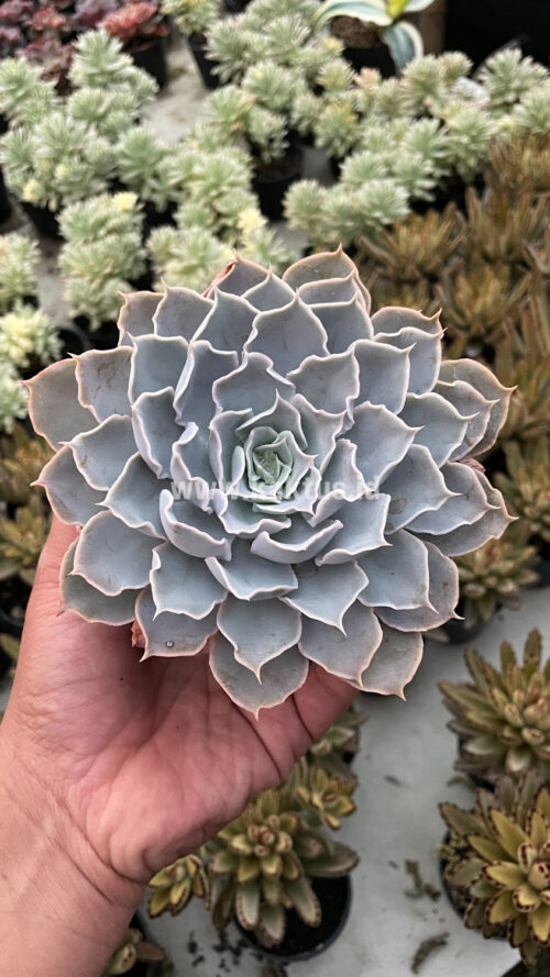 Echeveria Gray Curly, real gallery image #27 plants. Picture taken directly from kaktus.id community Echeveria farmer green houses.