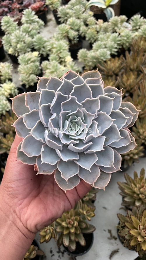 Echeveria Gray Curly, real gallery image #26 plants. Picture taken directly from kaktus.id community Echeveria farmer green houses.