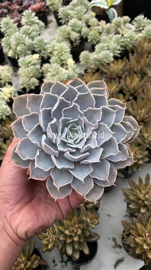 Echeveria Gray Curly, real gallery image #25 plants. Picture taken directly from kaktus.id community Echeveria farmer green houses.