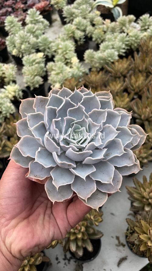 Echeveria Gray Curly, real gallery image #24 plants. Picture taken directly from kaktus.id community Echeveria farmer green houses.