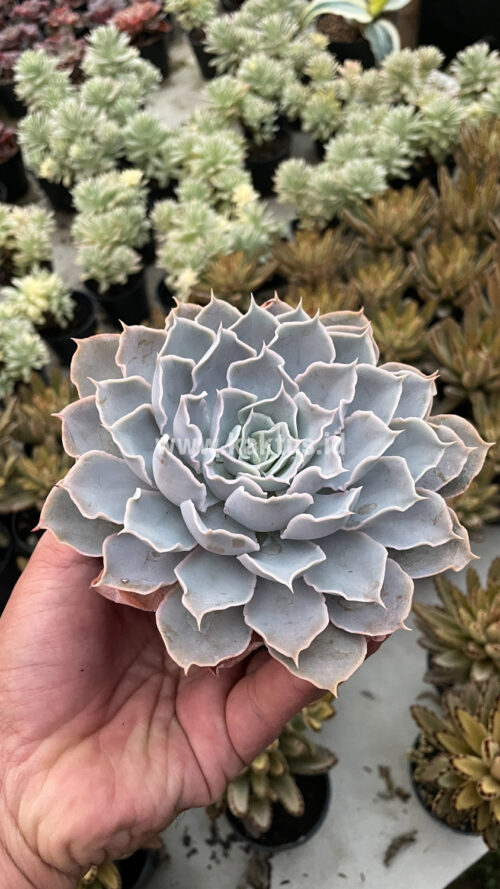Echeveria Gray Curly, real gallery image #23 plants. Picture taken directly from kaktus.id community Echeveria farmer green houses.