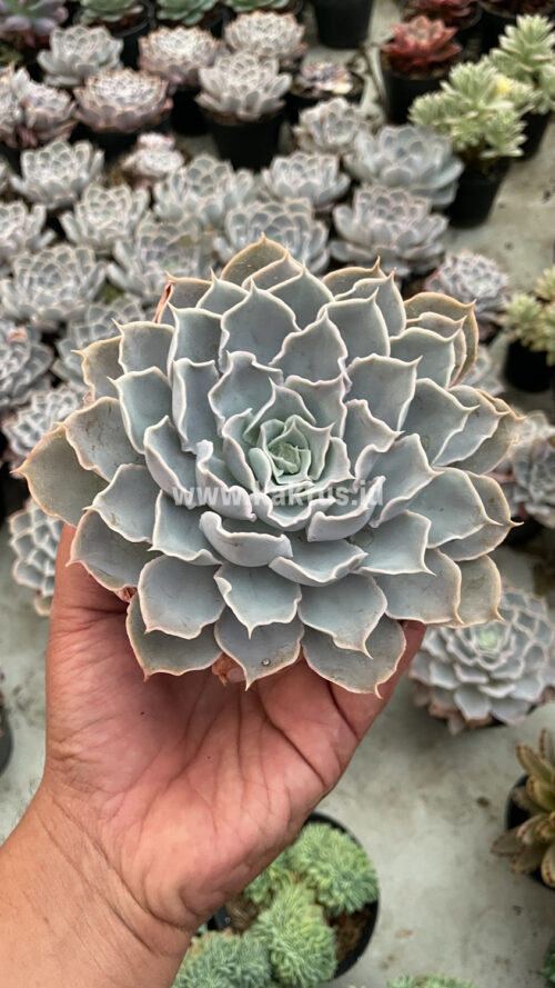Echeveria Gray Curly, real gallery image #30 plants. Picture taken directly from kaktus.id community Echeveria farmer green houses.