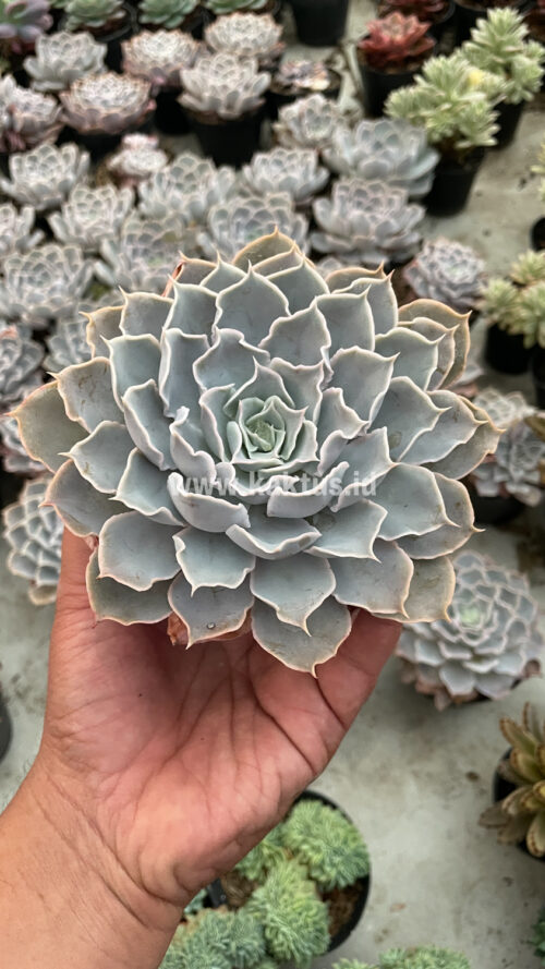 Echeveria Gray Curly, real gallery image #12 plants. Picture taken directly from kaktus.id community Echeveria farmer green houses.