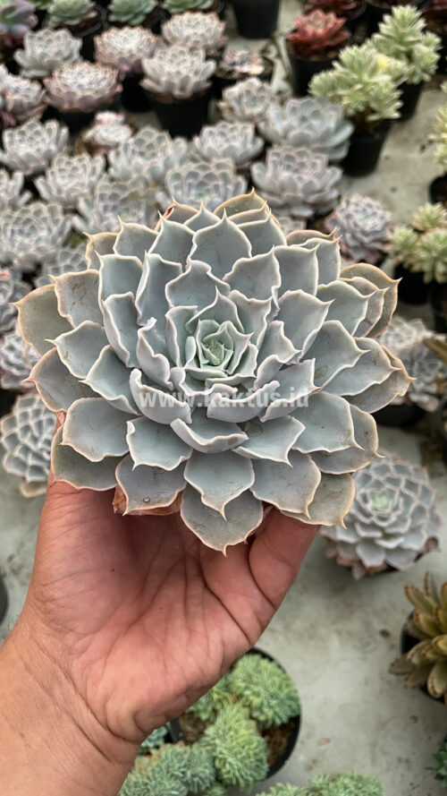 Echeveria Gray Curly, real gallery image #9 plants. Picture taken directly from kaktus.id community Echeveria farmer green houses.