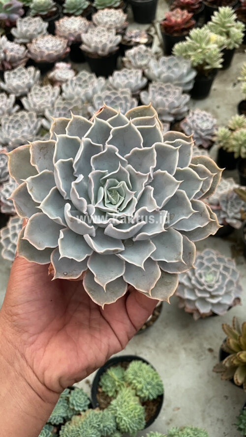 Echeveria Gray Curly, real gallery image #29 plants. Picture taken directly from kaktus.id community Echeveria farmer green houses.