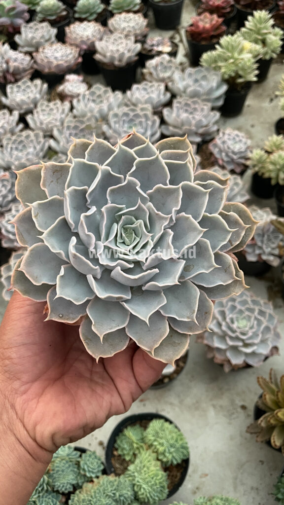kaktus.id