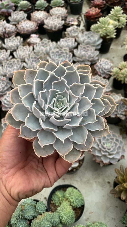 Echeveria Gray Curly, real gallery image #28 plants. Picture taken directly from kaktus.id community Echeveria farmer green houses.