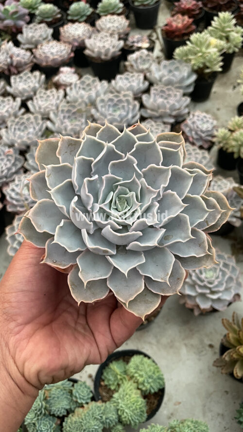 Echeveria Gray Curly, real gallery image #7 plants. Picture taken directly from kaktus.id community Echeveria farmer green houses.