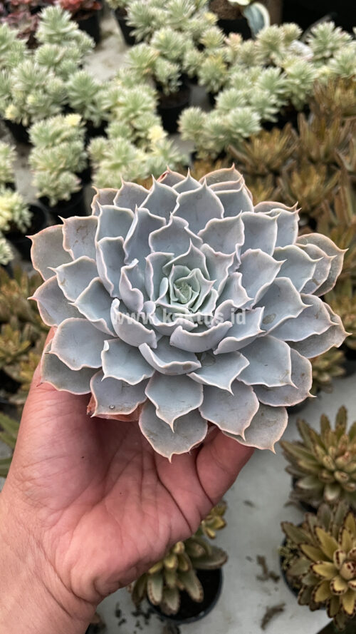 Echeveria Gray Curly, real gallery image #2 plants. Picture taken directly from kaktus.id community Echeveria farmer green houses.